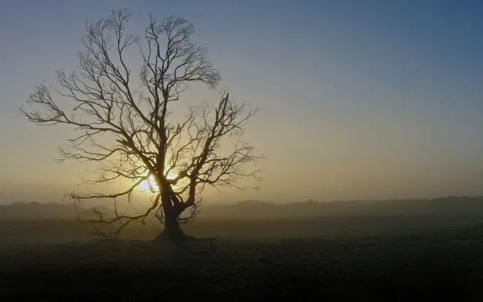 Framed Print : Misty Tree Framed Print : Misty Tree