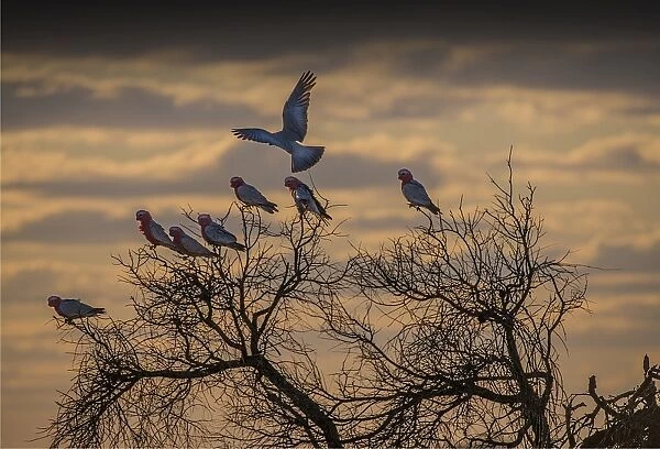 Mob of Galahs in a tree at sunset, Flinders Ranges, South Australia