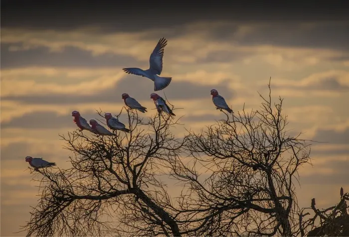 Framed Print : Mob of Galahs in a tree at sunset, Flinders Ranges, South Australia