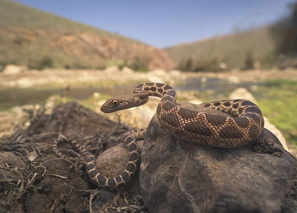 Mograbin Diadem Snake (Spalerosophis dolichospilus) on rocks