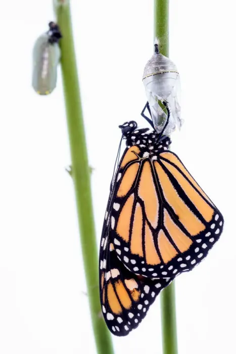 Framed Print : Monarch Butterfly Framed Print : Monarch Butterfly