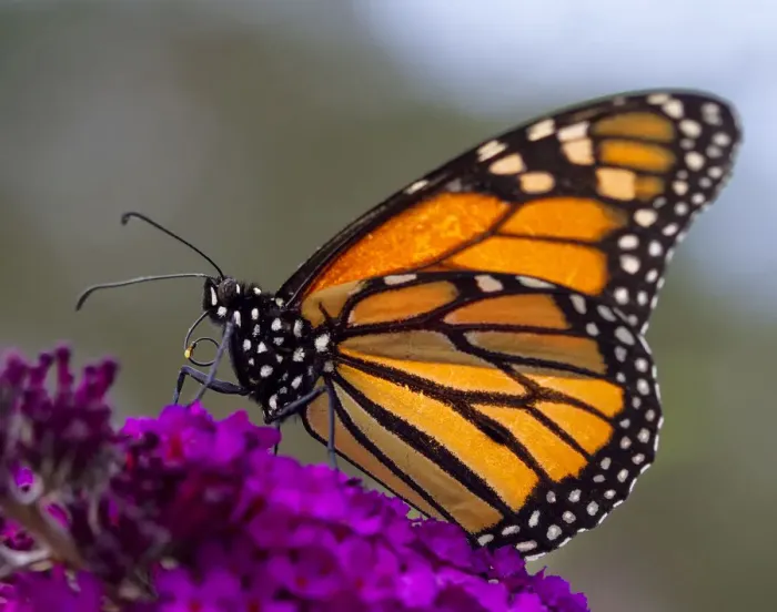Framed Print : Monarch Butterfly on Buddleia Flower