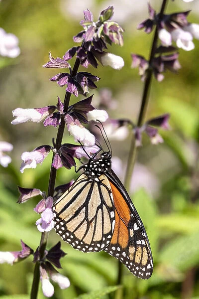 A Monarch  /  Wander Butterfly on a Salvia flower