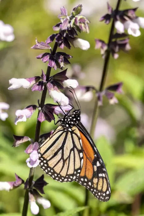 Framed Print : A Monarch  /  Wander Butterfly on a Salvia flower