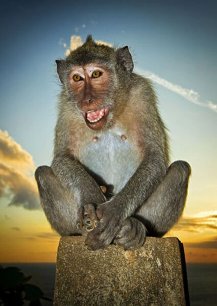 Monkey at Uluwatu Temple, Bali