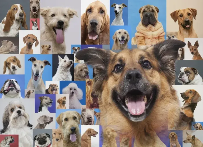 Framed Print : Montage of various dogs