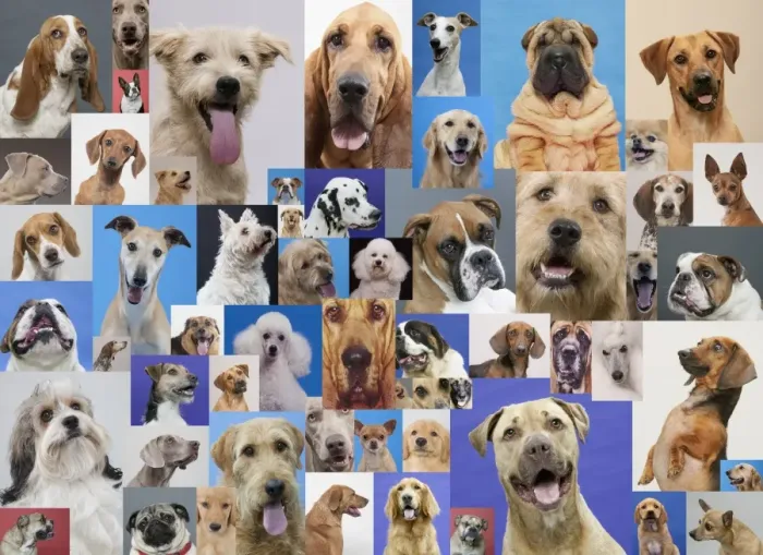 Framed Print : Montage of various dogs Framed Print : Montage of various dogs