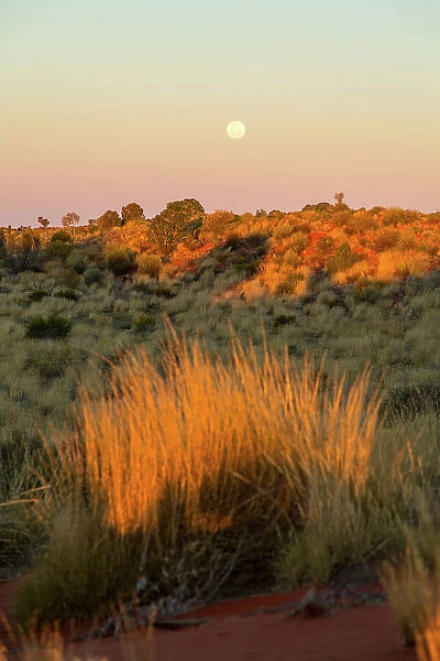 Full moon over arid landscape of central Australia. Northern Territory. Australia