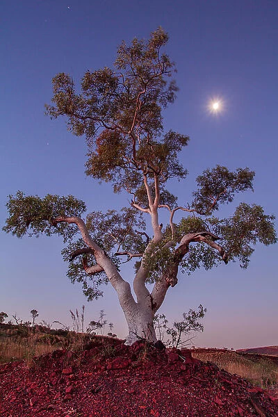 Moon rise over the ghost gum in the Australia's pibara region
