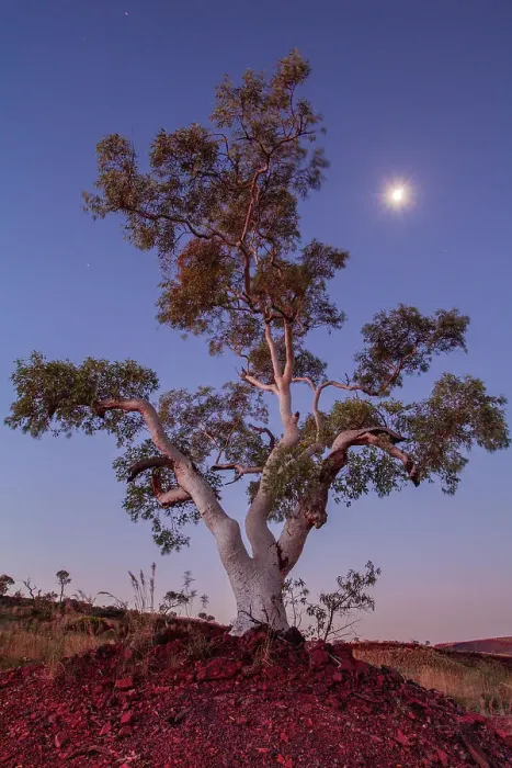 Framed Print : Moon rise over the ghost gum in the Australia's pibara region