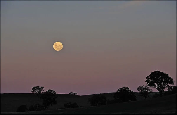 Moon rising, Mansfield, Victoria, Australia