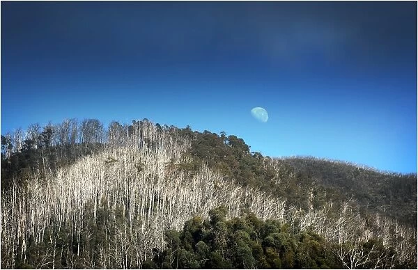 Moonrise on the Bogong high country, Victoria, Australia