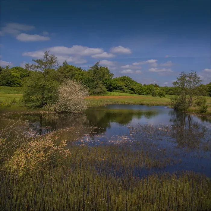 Framed Print : Moors Valley