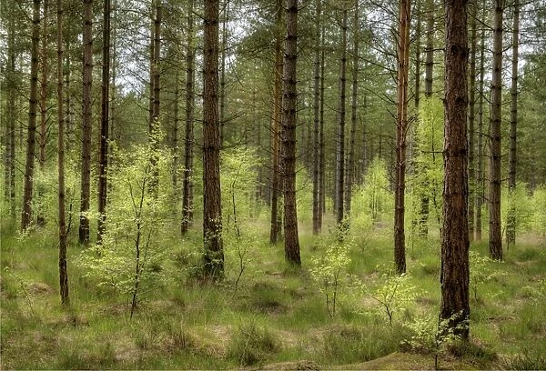 Moors Valley forest