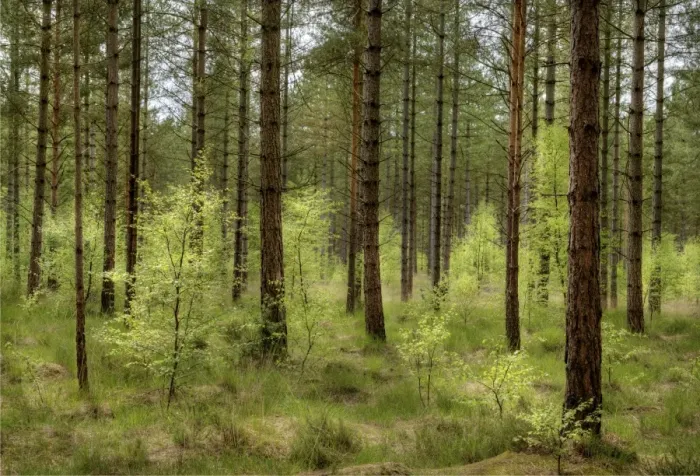 Framed Print : Moors Valley forest Framed Print : Moors Valley forest