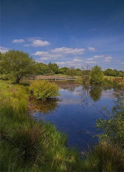 Moors Valley wetlands