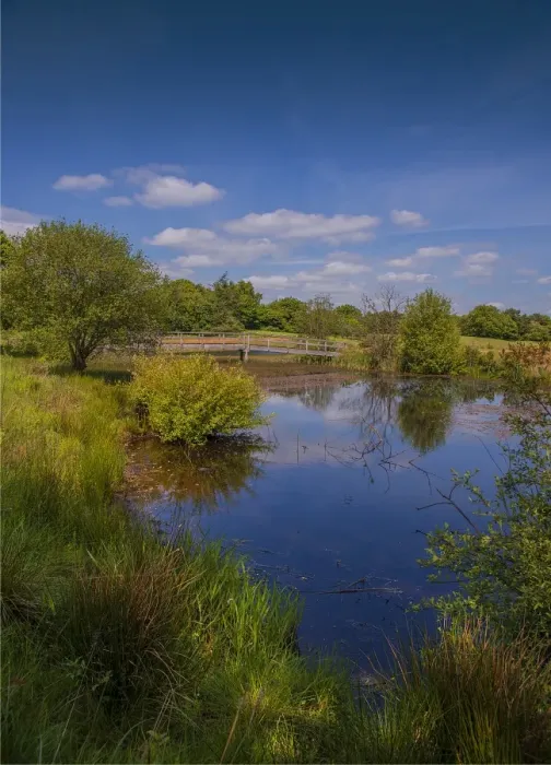 Framed Print : Moors Valley wetlands
