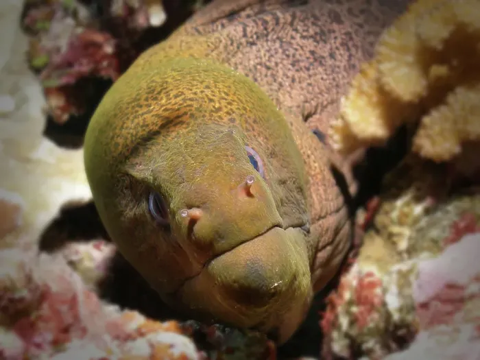 Framed Print : Moray Eel close up and personal with nostrils out Framed Print : Moray Eel close up and personal with nostrils out