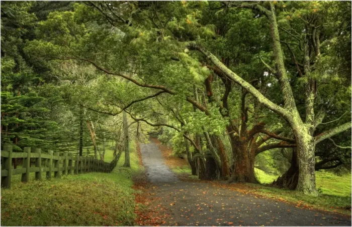 Framed Print : The Moreton Bay fig-trees that line New Farm road on Norfolk Island Framed Print : The Moreton Bay fig-trees that line New Farm road on Norfolk Island