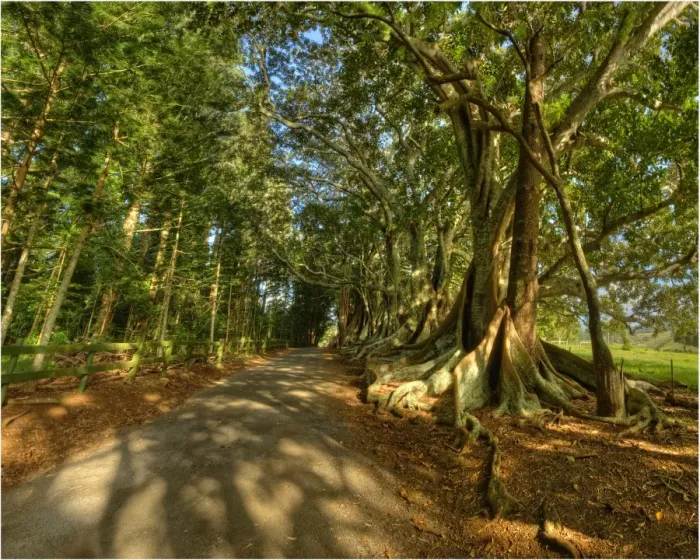 Framed Print : The Moreton Bay fig-trees that line New Farm road on Norfolk Island Framed Print : The Moreton Bay fig-trees that line New Farm road on Norfolk Island