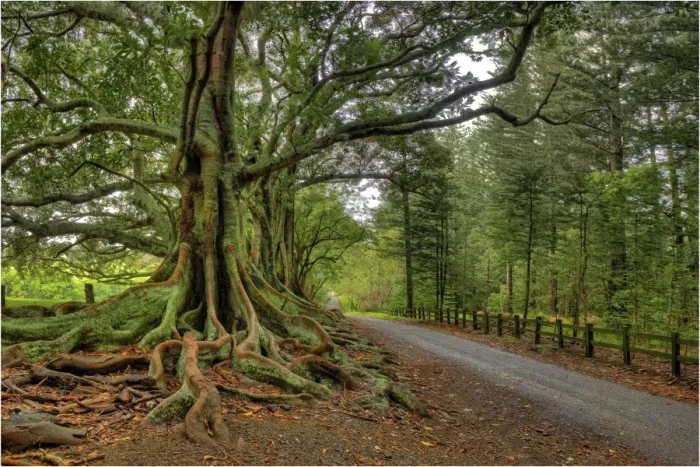 Framed Print : The Moreton Bay fig-trees that line New Farm road on Norfolk Island Framed Print : The Moreton Bay fig-trees that line New Farm road on Norfolk Island
