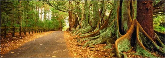 Framed Print : The Moreton Bay fig-trees that line New Farm road on Norfolk Island Framed Print : The Moreton Bay fig-trees that line New Farm road on Norfolk Island