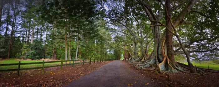 Framed Print : The Moreton Bay fig-trees that line New Farm road on Norfolk Island