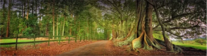 Framed Print : The Moreton Bay fig-trees that line New Farm road on Norfolk Island Framed Print : The Moreton Bay fig-trees that line New Farm road on Norfolk Island