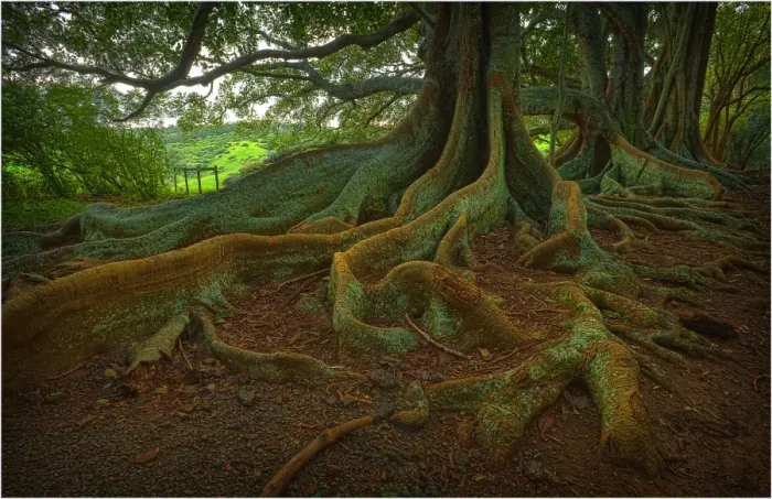 Framed Print : The Moreton Bay fig-trees that line New Farm road on Norfolk Island Framed Print : The Moreton Bay fig-trees that line New Farm road on Norfolk Island