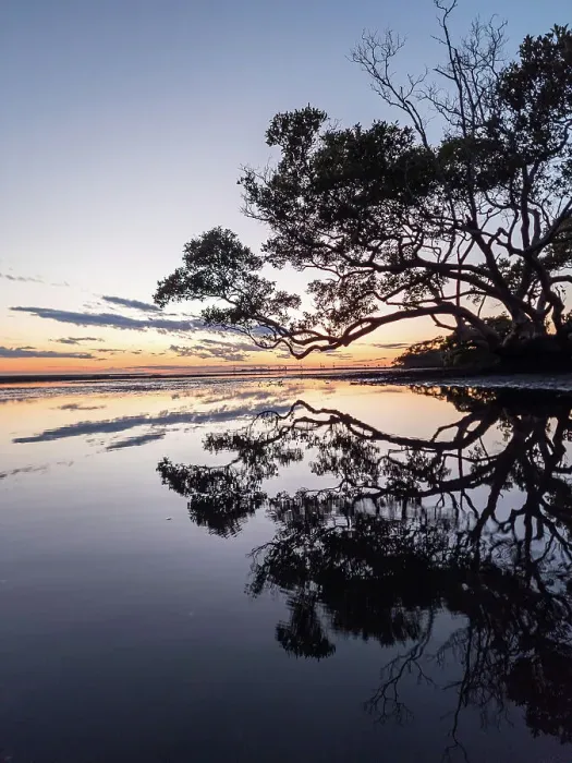 Framed Print : Tree. Moreton Bay morning
