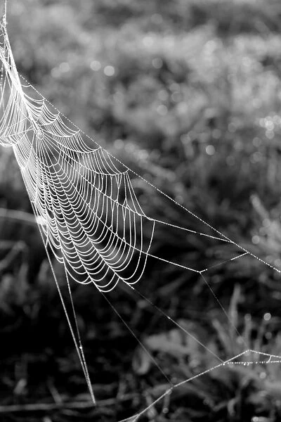 Morning Cobweb