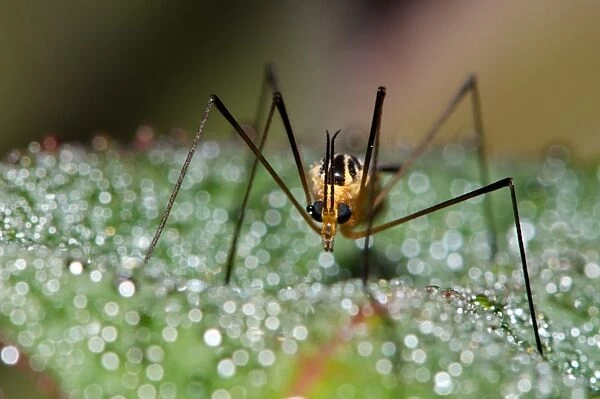 Mosquito on bokeh background