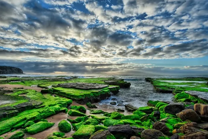 Framed Print : Moss on beach