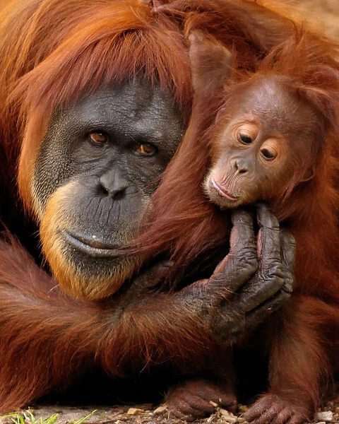 Mother and baby. A mother and baby orangutan share a hug