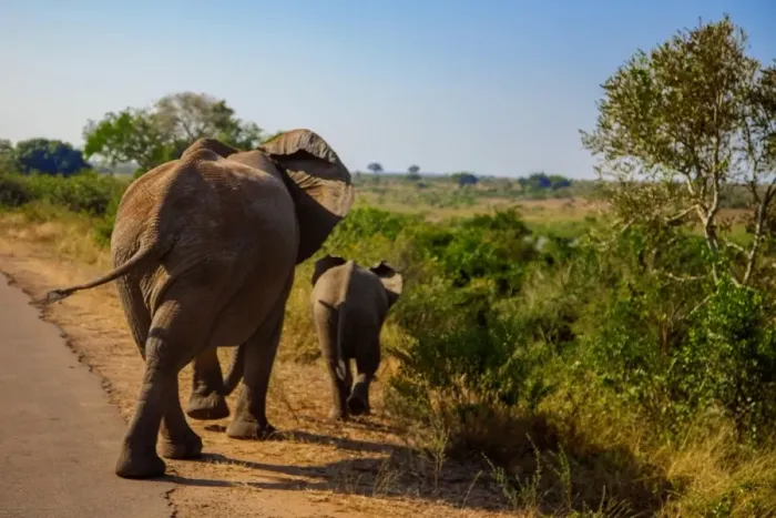 Framed Print : A Mother Elephant Walking Along With Her Calf, Kruger National Park, South Africa Framed Print : A Mother Elephant Walking Along With Her Calf, Kruger National Park, South Africa