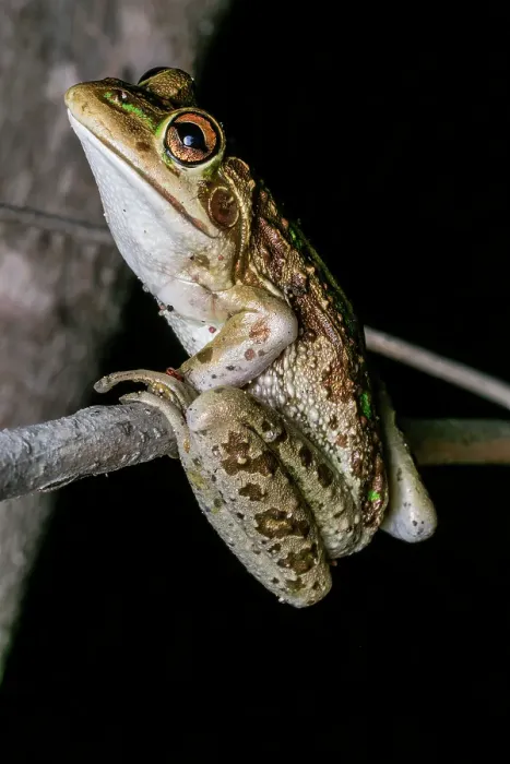 Framed Print : Motorbike Frog (Litoria moorei) Framed Print : Motorbike Frog (Litoria moorei)