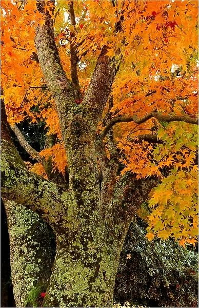 Mount Macedon in the Autumn, Victoria, Australia