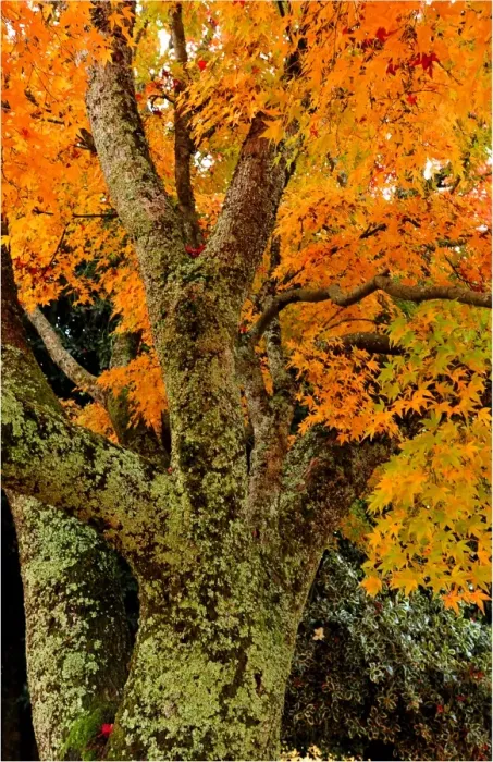 Framed Print : Mount Macedon in the Autumn, Victoria, Australia