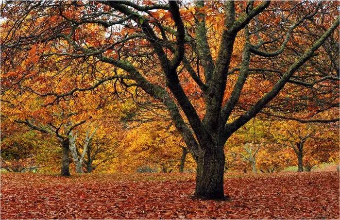 Framed Print : Mount Macedon in the Autumn, Victoria, Australia Framed Print : Mount Macedon in the Autumn, Victoria, Australia