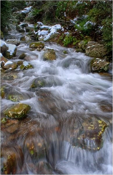 Mountain stream, Mount Roland, in the island state, Tasmania, Australia
