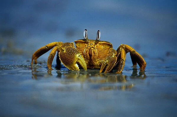 Mud Crab on Beach, Western Australia
