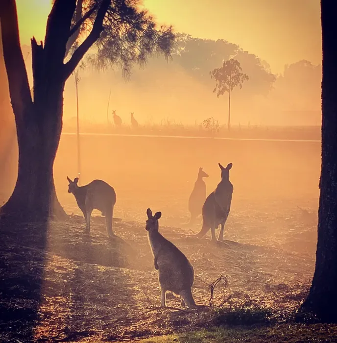 Framed Print : Multiple kangaroos in golden light Framed Print : Multiple kangaroos in golden light