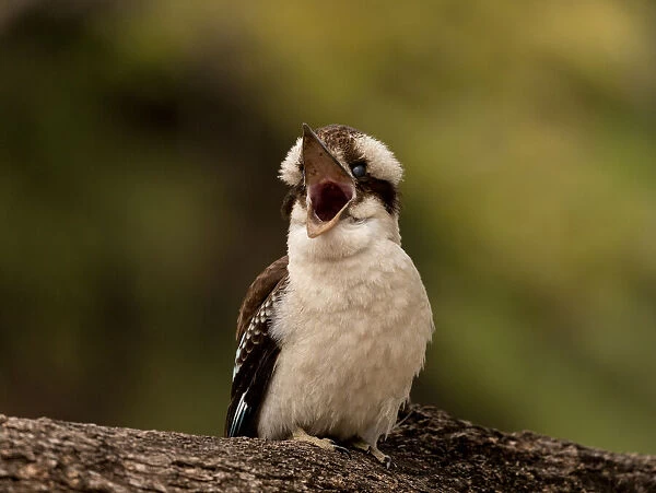 Mum... I am hungry! A Juvenile Kookaburra is calling for its Mother