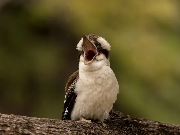 Framed Print : Mum... I am hungry! A Juvenile Kookaburra is calling for its Mother
