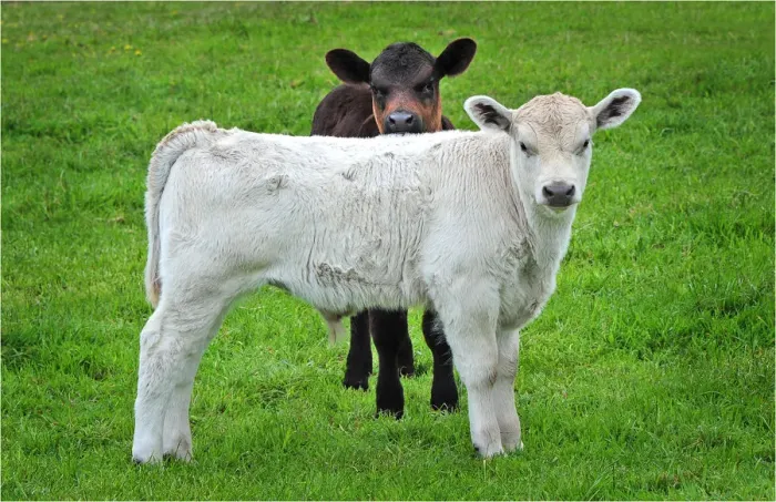 Framed Print : Murray Grey Calves, typical rural scene of King Island Tasmania Framed Print : Murray Grey Calves, typical rural scene of King Island Tasmania