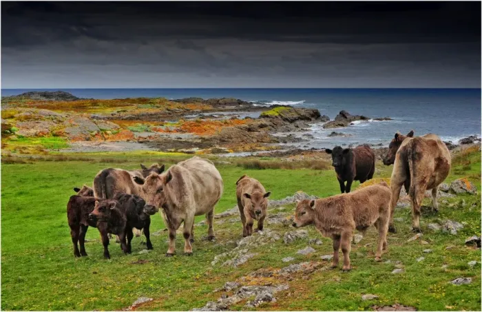 Framed Print : Murray Grey cattle at Surprise bay, King Island, Bass Strait, Tasmania, Australia
