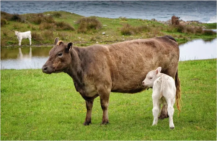 Framed Print : Murray Grey cattle at Surprise bay, King Island, Bass Strait, Tasmania, Australia