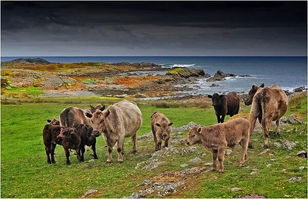 Murray Grey cattle at Surprise bay, King Island, Bass Strait, Tasmania, Australia