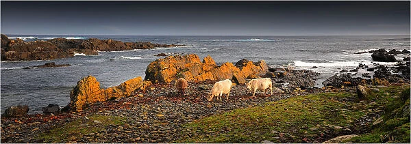 Murray Grey cows eating Kelp by the coastline at Surprise bay, King Island, Bass Strait, Tasmania