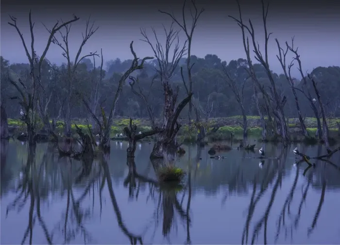 Framed Print : Murray River, Billabong, Dawn reflections, Victoria, Australia